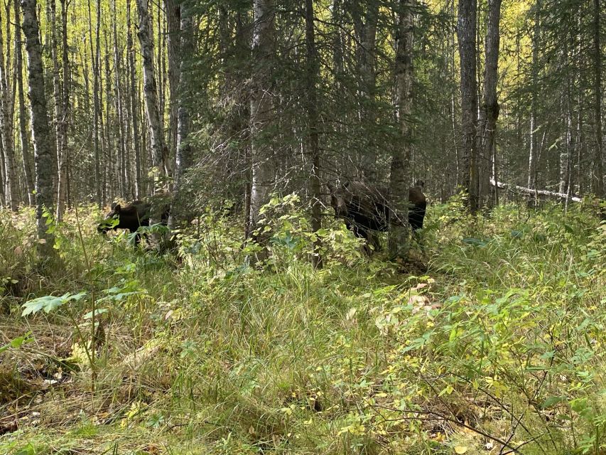 From Anchorage: Chugach State Park Walk with Naturalist - Hemlock Forests, Wind Clues, and the Stuff You’d Miss Alone