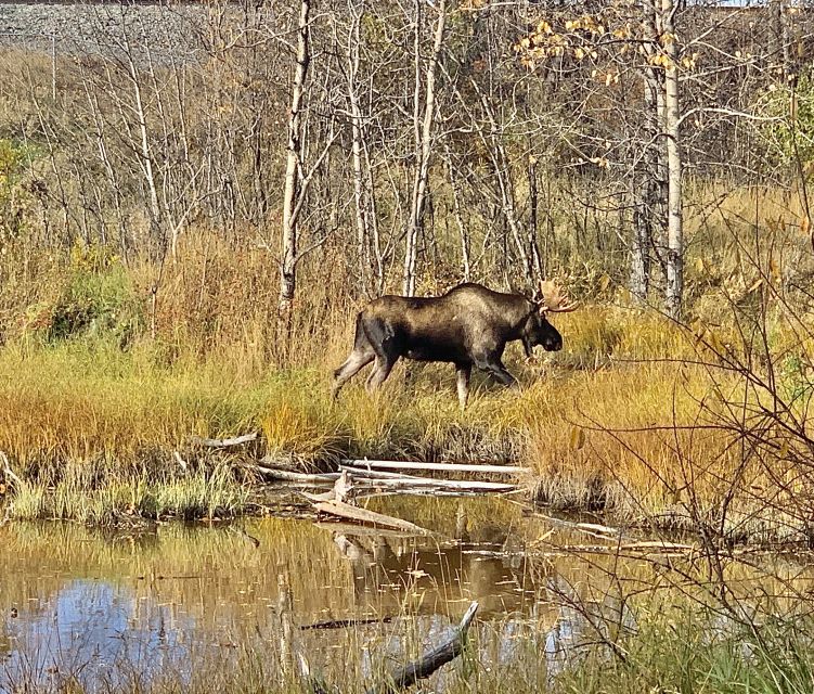 From Anchorage: Chugach State Park Walk with Naturalist - Weather Happens, and the Guide Plans Around It