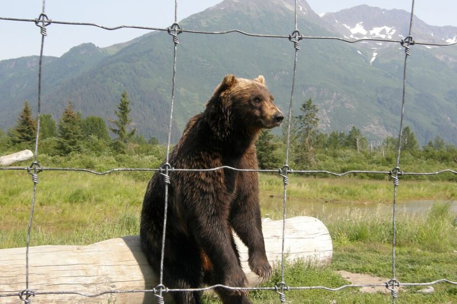From Anchorage: Portage Glacier and Wildlife Full-Day Tour - Price and value: is $229 fair for an 8-hour Alaska day?
