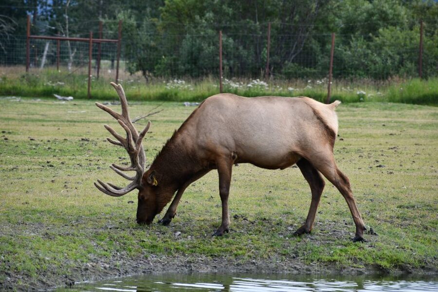 From Anchorage: Valley of Glaciers & Wildlife Center Tour - Key points to know before you go