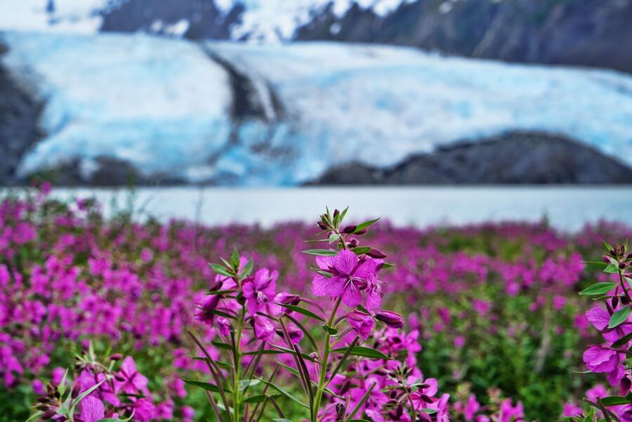 From Anchorage: Valley of Glaciers & Wildlife Center Tour - From Anchorage: The van ride down Turnagain Arm and Seward Highway