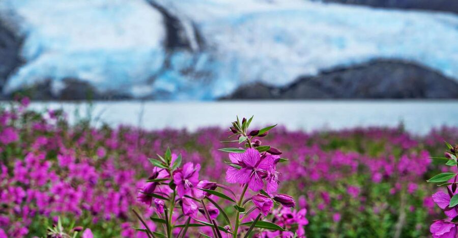 From Anchorage: Valley of Glaciers & Wildlife Center Tour - Optional lunch and the break in the middle of the day