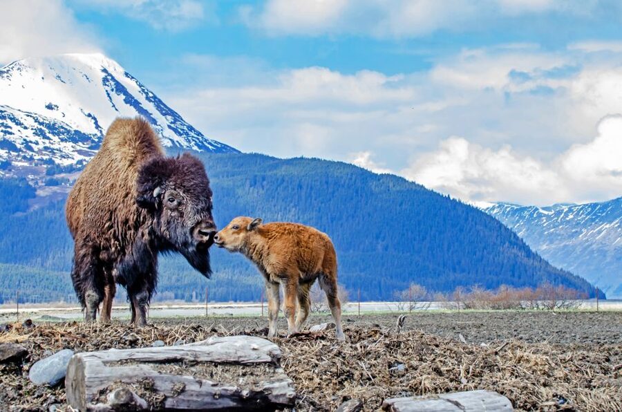 From Anchorage: Valley of Glaciers & Wildlife Center Tour - The ride back to Anchorage and one last stop: Falls Creek
