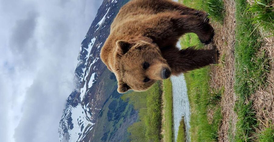 From Anchorage: Wilderness, Wildlife, & Glacier Experience - Key things that make this tour worth your time