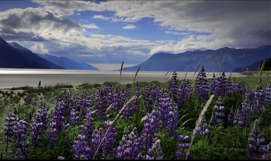 From Anchorage: Wilderness, Wildlife, & Glacier Experience - Glacier country and the Ring of Glaciers route