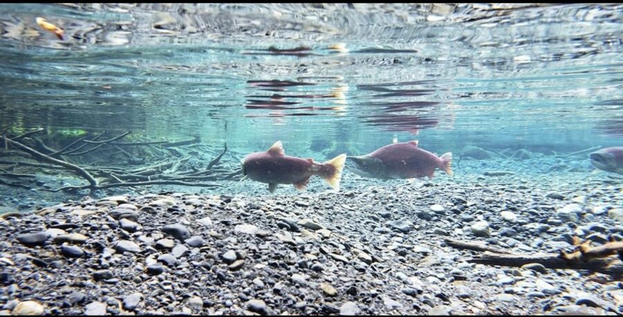 From Anchorage: Wilderness, Wildlife, & Glacier Experience - Timing, pace, and the day’s rhythm