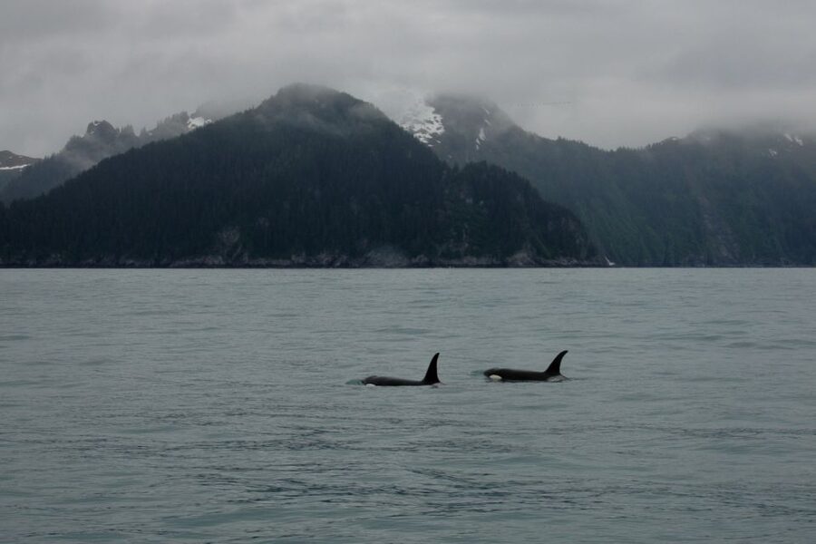 From Seward: Half-Day Resurrection Bay Wildlife Cruise Tour - Quick Hits: Why This Tour Works