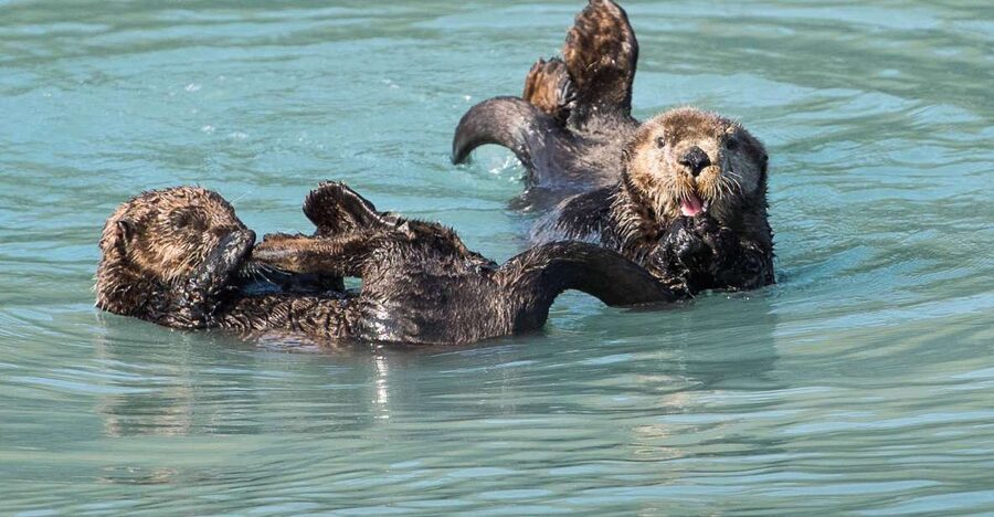 From Seward: Half-Day Resurrection Bay Wildlife Cruise Tour - Small Drawbacks to Factor In