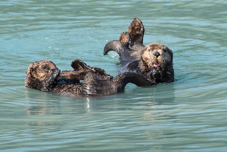 From Seward: Half-Day Resurrection Bay Wildlife Cruise Tour - Wildlife Viewing That Feels Intentional, Not Random