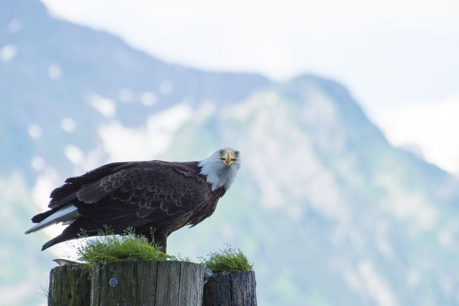 From Seward: Half-Day Resurrection Bay Wildlife Cruise Tour - What About Motion and Weather? Alaska Doesn’t Always Cooperate