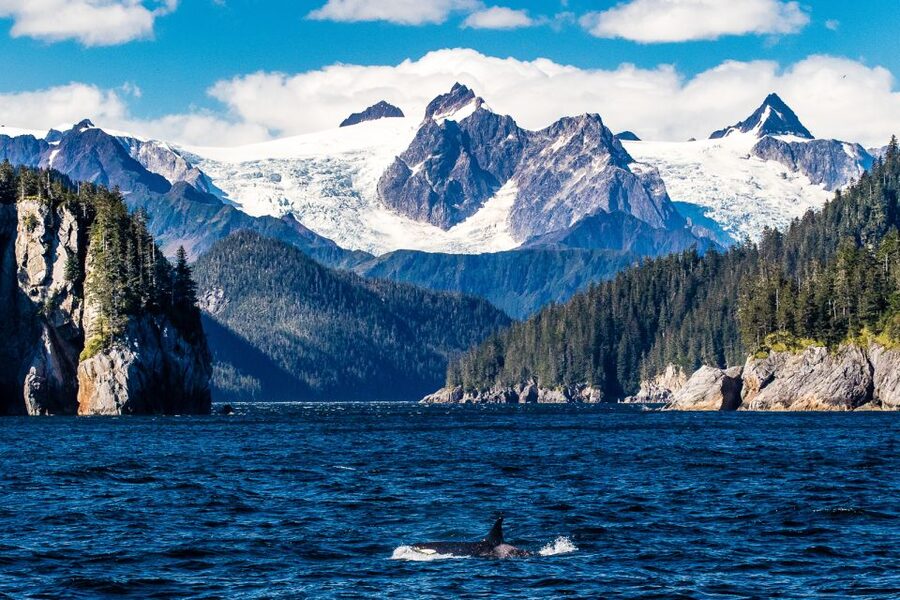 From Seward: Half-Day Resurrection Bay Wildlife Cruise Tour - The On-Board Experience: Narration, Binoculars, and Real Viewing Time