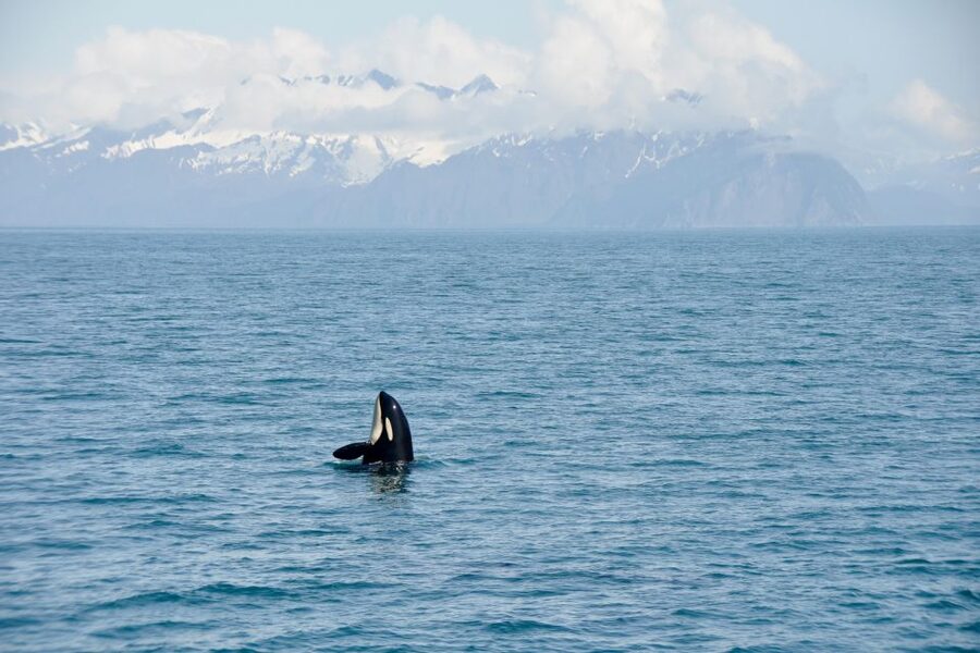 From Seward: Half-Day Resurrection Bay Wildlife Cruise Tour - Photo Tips That Don’t Turn Into a Fuss