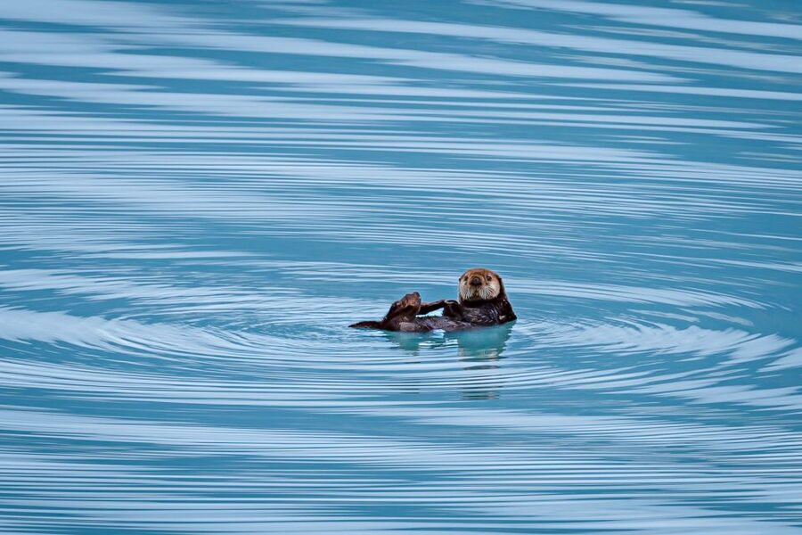 From Seward: Half-Day Resurrection Bay Wildlife Cruise Tour - Price and Value: Is $165 Worth It for a Half-Day?