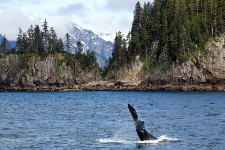 From Seward: Half-Day Resurrection Bay Wildlife Cruise Tour - Who Should Book This Cruise?