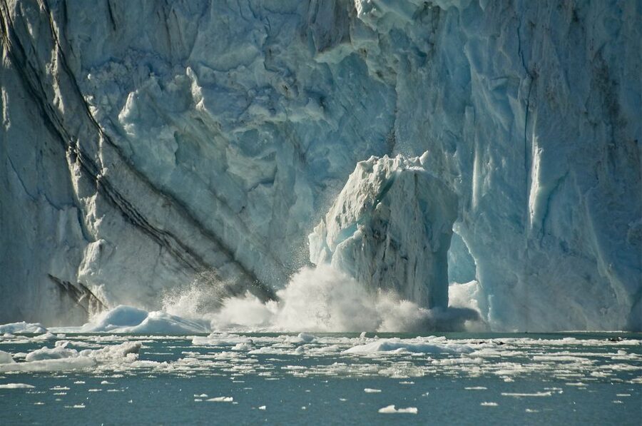 From Whittier/Anchorage: Prince William Sound Glacier Cruise - Wildlife spotting odds: who you can actually watch for