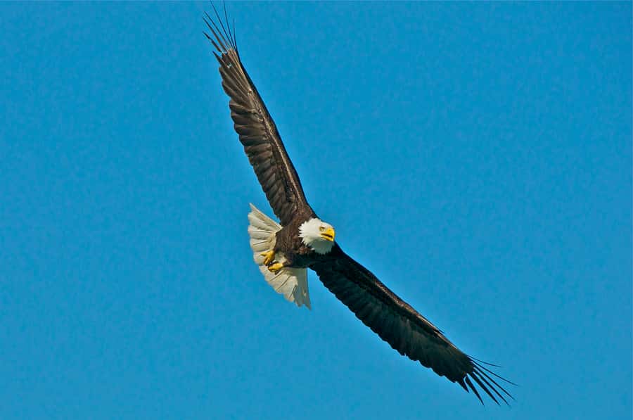 From Whittier: Glacier Quest Cruise with Onboard Lunch - Key highlights to know before you go