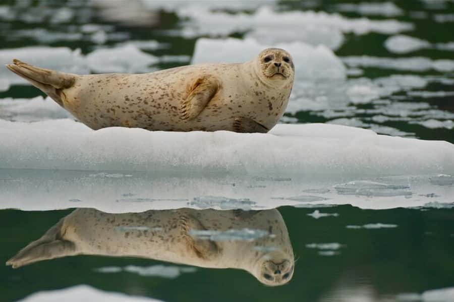 From Whittier: Glacier Quest Cruise with Onboard Lunch - Blackstone Bay calving views: what you’ll notice first