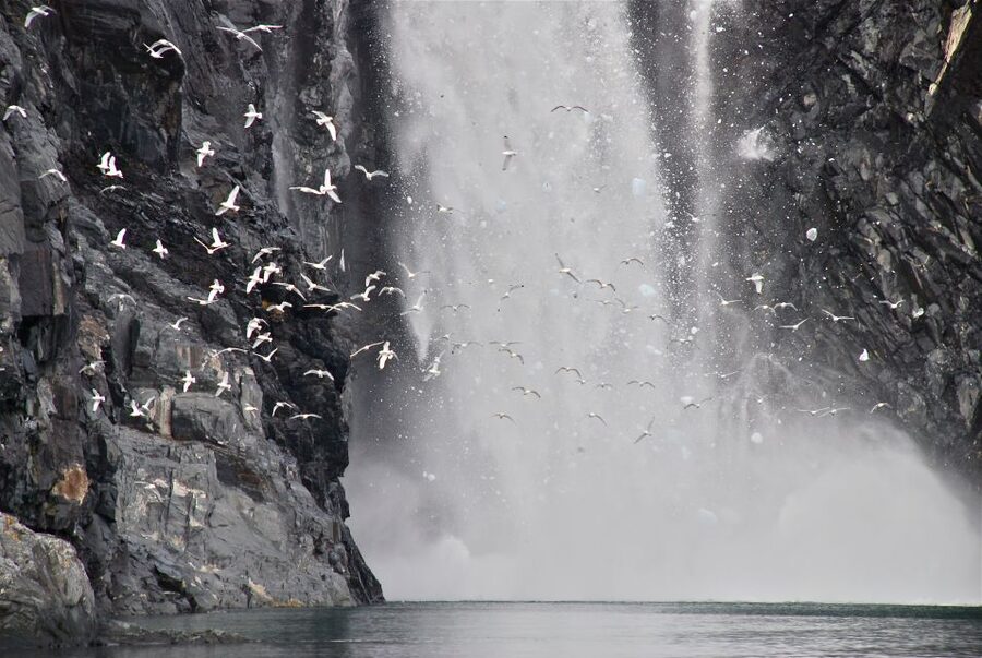 From Whittier: Glacier Quest Cruise with Onboard Lunch - Wildlife spotting in Prince William Sound (and why some days differ)