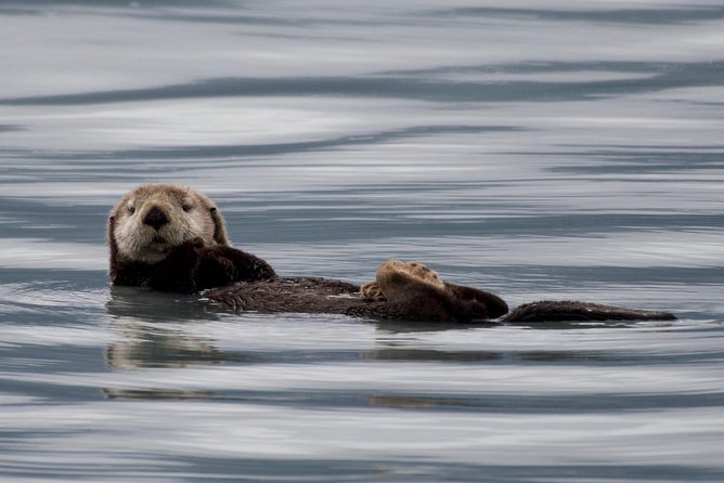Full-Day Kenai Fjords National Park Northwestern Cruise - Resurrection Bay and Cape Resurrection or the Chiswell Islands