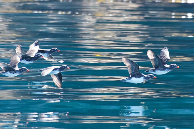 Full-Day Kenai Fjords National Park Northwestern Cruise - Harris Bay: hidden coves, rugged mountains, and whale odds
