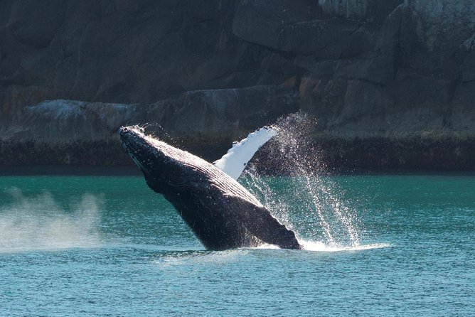 Full-Day Kenai Fjords National Park Northwestern Cruise - Crew narration, spotting help, and using the binoculars effectively