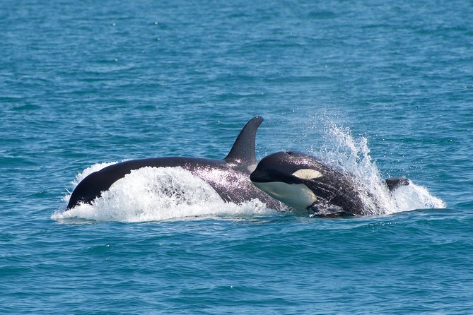 Full-Day Kenai Fjords National Park Northwestern Cruise - Comfort, restrooms, and the food situation for a long day