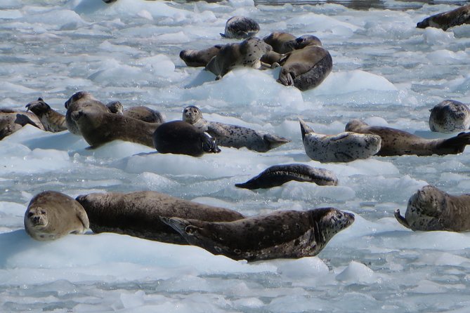 Full-Day Kenai Fjords National Park Northwestern Cruise - Price and value: is $340.13 a fair deal for all that ice and wildlife?