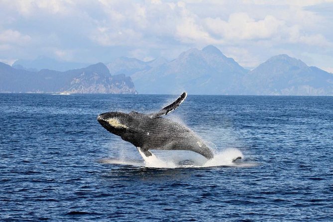 Full day Northwestern Glacier & Wildlife Tour from Seward - From Seward to the Fjords: The Rhythm of an 8-Hour Day