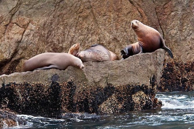 Full day Northwestern Glacier & Wildlife Tour from Seward - Price and Value: Is $277.35 Worth It?