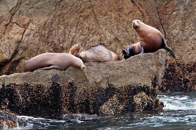 Full day Northwestern Glacier & Wildlife Tour from Seward - Who This Tour Suits Best (And Who Might Want a Backup Plan)