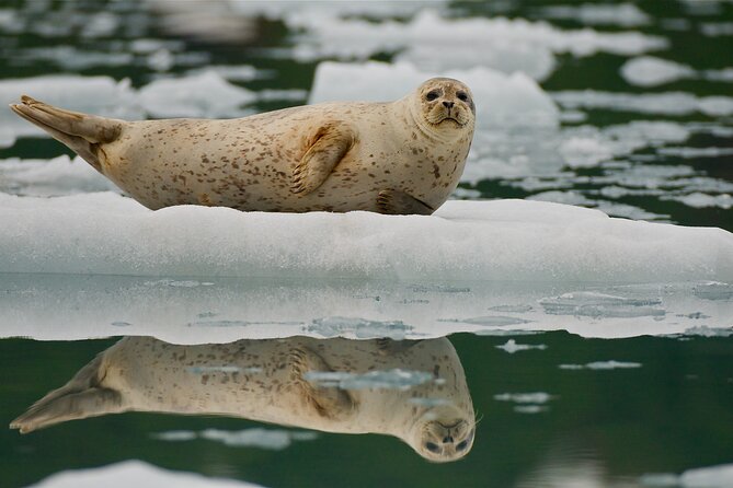 Glacier Quest Cruise and Coach Package - Anchorage to Whittier: the Turnagain Arm drive is half the fun