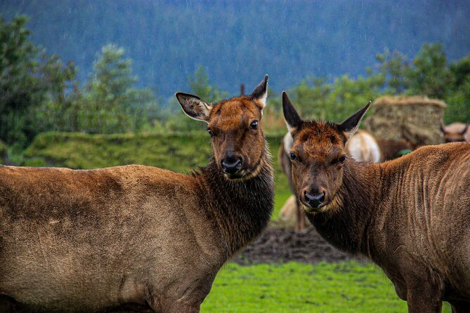 Glacier View & Wildlife Anchorage Adventure Tour - Mercedes vans, small-group stops, and the reality of a long day