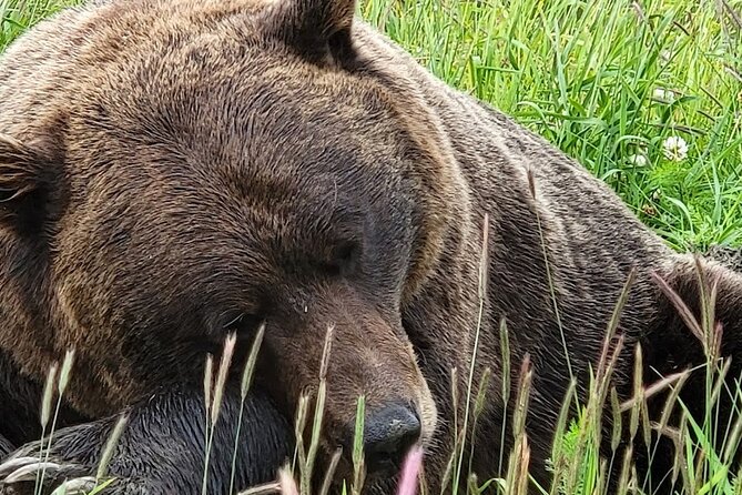 Glacier View & Wildlife Anchorage Adventure Tour - Alaska Wildlife Conservation Center: bears, moose, and the best shot