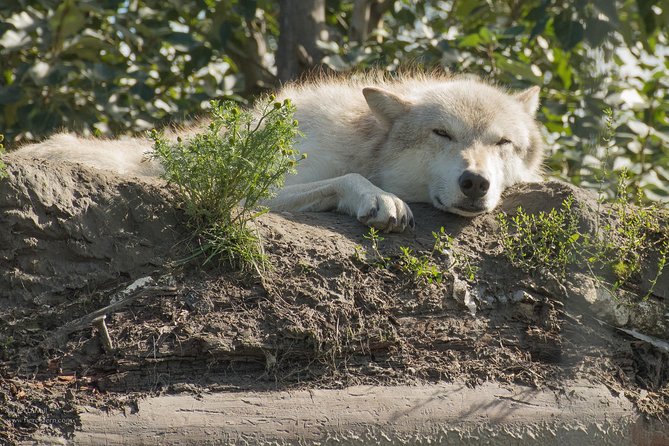 Glaciers and Wildlife: Super Scenic Day Tour from Anchorage - Turnagain Arm’s tides: the stop that adds drama between the main points