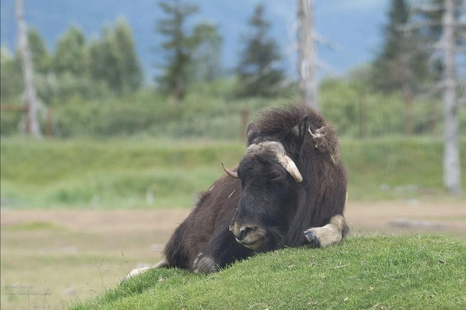Glaciers and Wildlife: Super Scenic Day Tour from Anchorage - Small-group size and Sprinter comfort: the practical perks