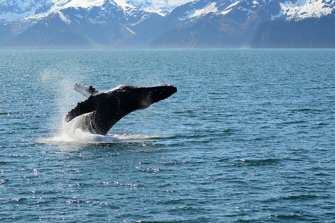 Half day Spring Resurrection Bay & Wildlife Tour from Seward - Key highlights you’ll feel fast