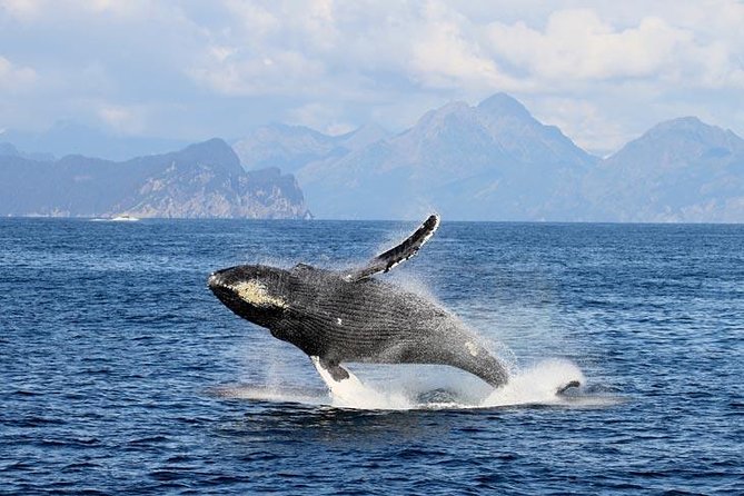 Half day Spring Resurrection Bay & Wildlife Tour from Seward - Cape Resurrection: Steller Sea Lions and Harbor Seals on Rocky Islands