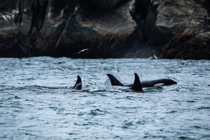 Half day Spring Resurrection Bay & Wildlife Tour from Seward - Crew Experience: Captain Lora, Helpful Deckhands, and Confident Boat Handling