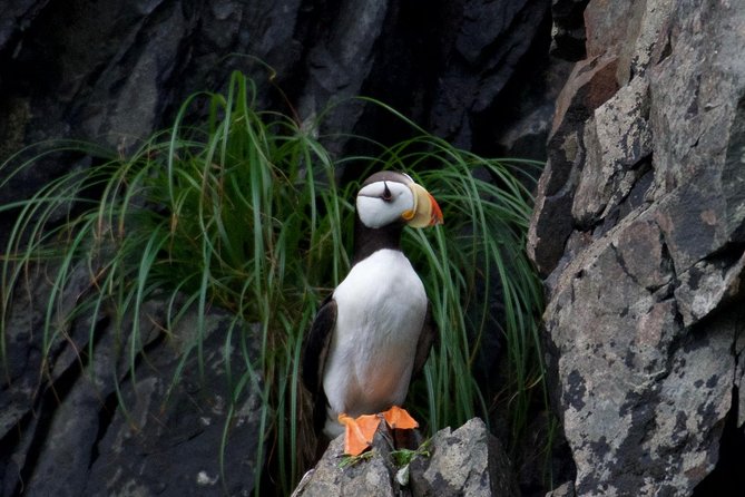 Kenai Fjords and Resurrection Bay Half-Day Wildlife Cruise - Bear Glacier: What You’ll Notice Beyond the Word Glacier
