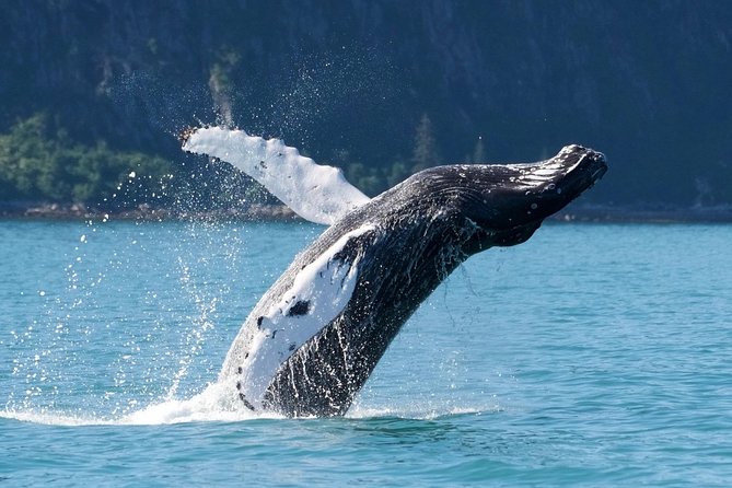 Kenai Fjords and Resurrection Bay Half-Day Wildlife Cruise - Wildlife Chances: What You Can Expect to Spot