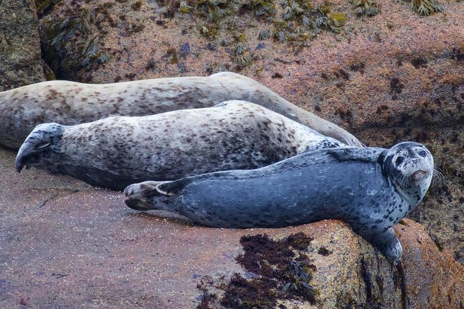 Kenai Fjords and Resurrection Bay Half-Day Wildlife Cruise - Onboard Comfort: Hot Drinks, Viewing Space, and Photo-Ready Tips