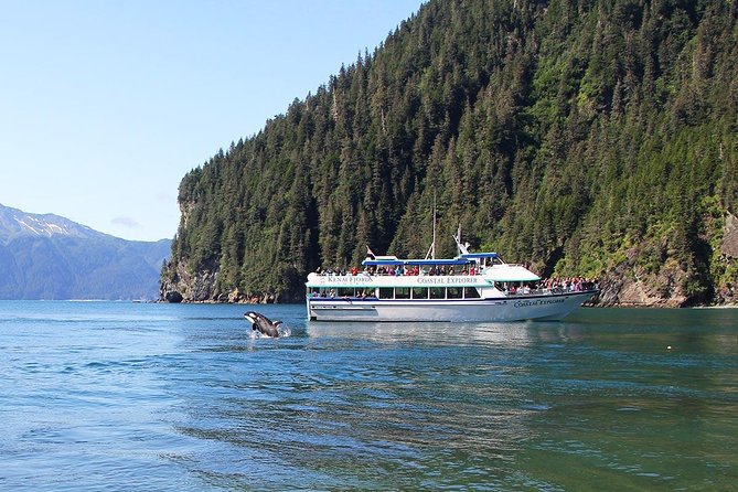 Kenai Fjords National Park Glacier & Wildlife Tour from Seward - Aialik or Holgate tidewater glaciers: calving, seals, and bear odds