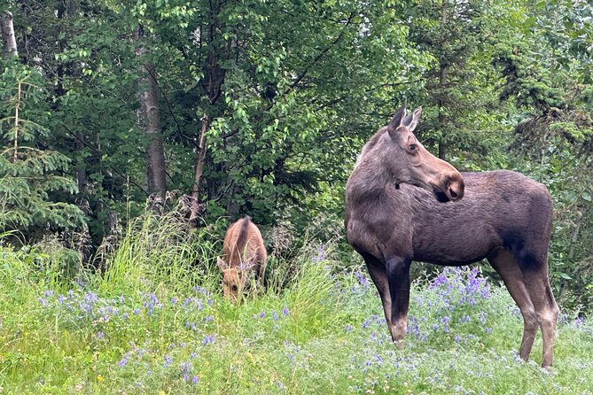 Private Scenic Turnagain Arm Glacier Tour from Anchorage - Alaska Wildlife Conservation Center: animal viewing with a conservation mission