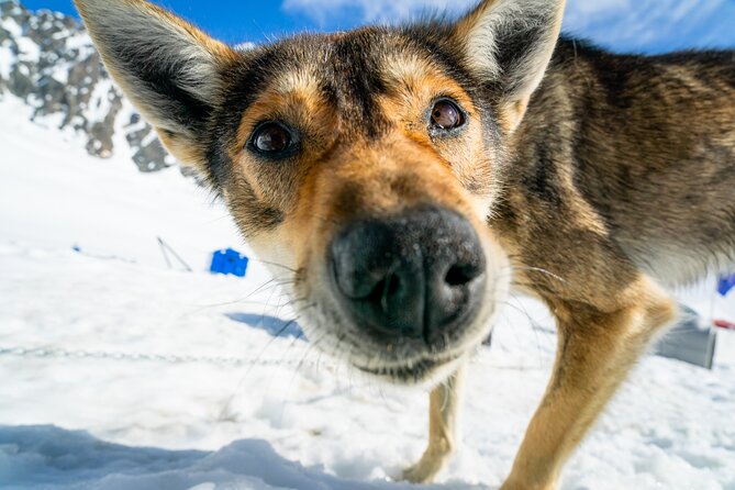 Seward: Helicopter Glacier Dogsled Tour with 2 Landings - Sled Time vs Riding: Pick Your Comfort Level