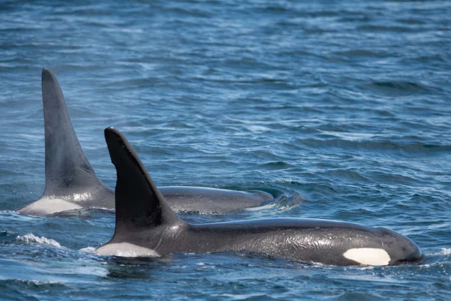 Seward: Kenai Fjords National Park Catamaran Cruise w/Lunch - Who should book this Seward catamaran cruise (and who should think twice)