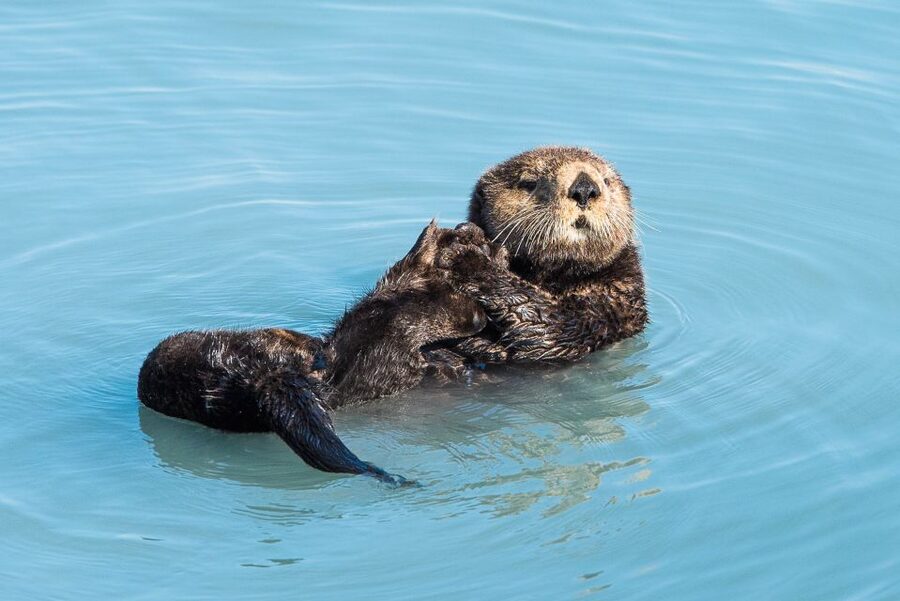 Seward: Kenai Fjords National Park Extended Cruise - Who Should Book This Cruise (and Who Might Want a Different Option)