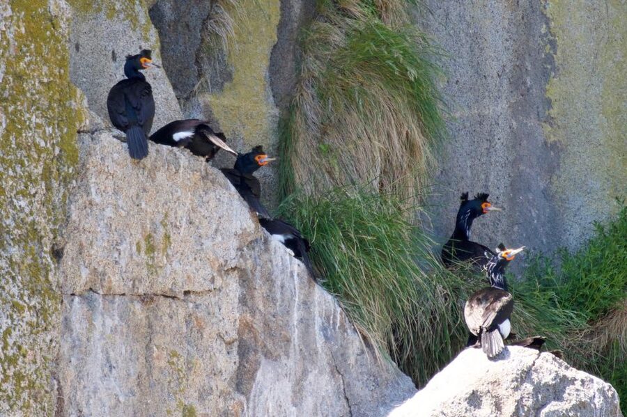 Seward: Kenai Fjords National Park Extended Cruise - Whale and Orca Spotting: How the Crew Helps You Actually See More