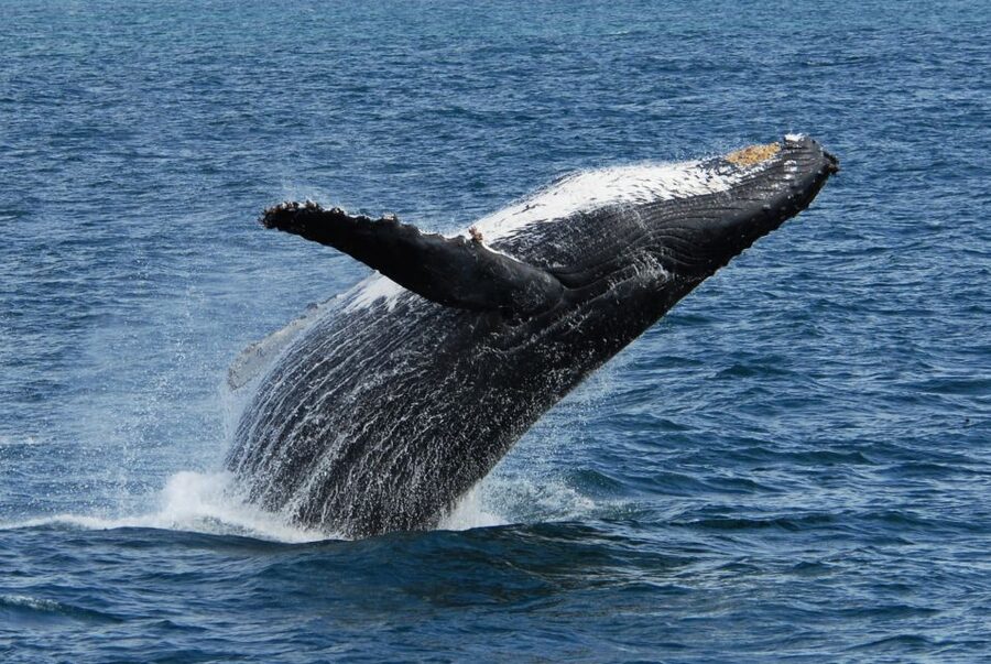 Seward: Kenai Fjords National Park Extended Cruise - Price and Value: What $325 Buys You (and Why It’s Not Just a Ride)