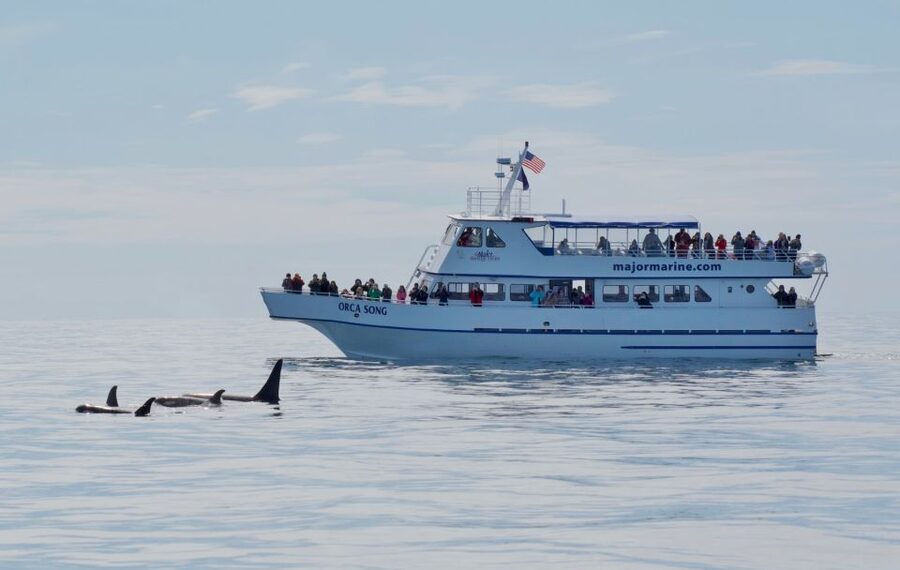 Seward: Resurrection Bay Orca Quest Cruise - Key points before you go
