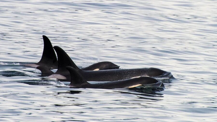 Seward: Resurrection Bay Orca Quest Cruise - Getting on board in Seward: check-in and what to bring